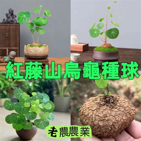 藤蔓 風水|【藤與風水】爬藤植物風水利大於弊是真的嗎 